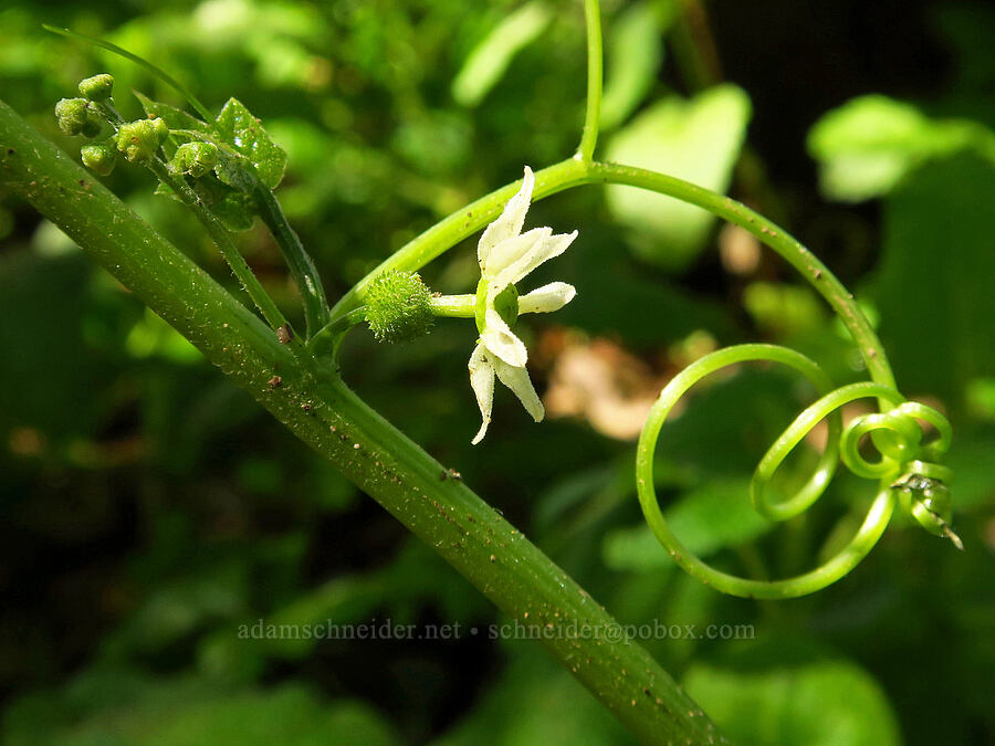 California man-root (Marah fabacea (Marah fabaceus)) [Veeder Trail, Garland Ranch Regional Park, Monterey County, California]