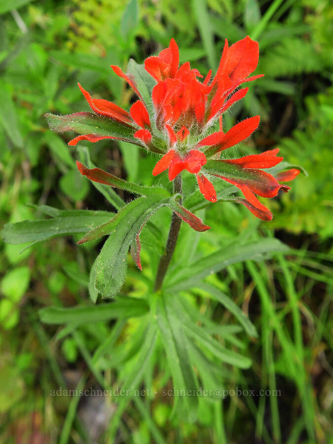 coast paintbrush (Castilleja affinis) [Veeder Trail, Garland Ranch Regional Park, Monterey County, California]