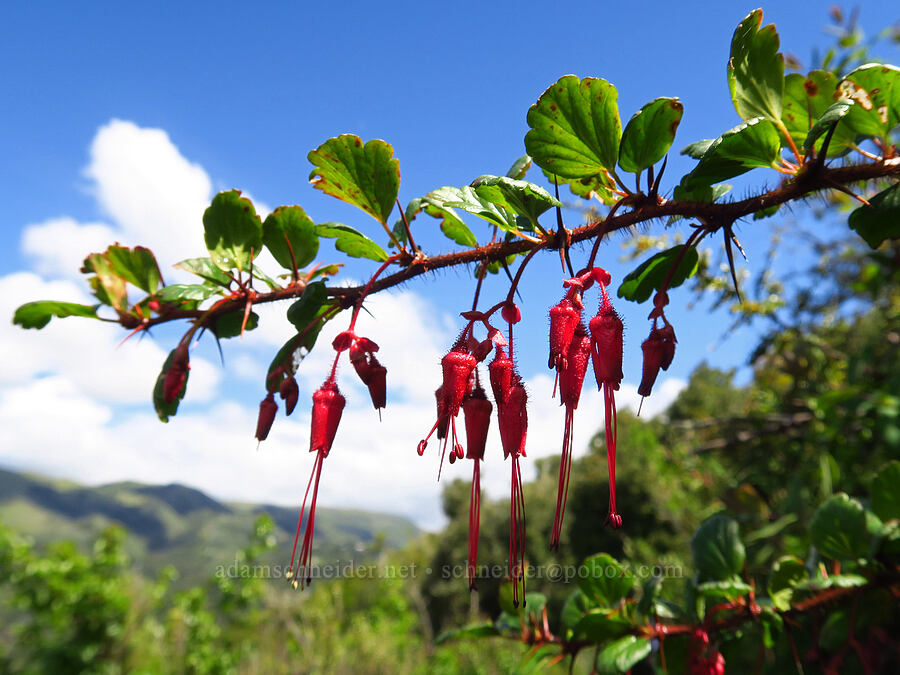 fuchsia-flowered gooseberry (Ribes speciosum) [Veeder Trail, Garland Ranch Regional Park, Monterey County, California]