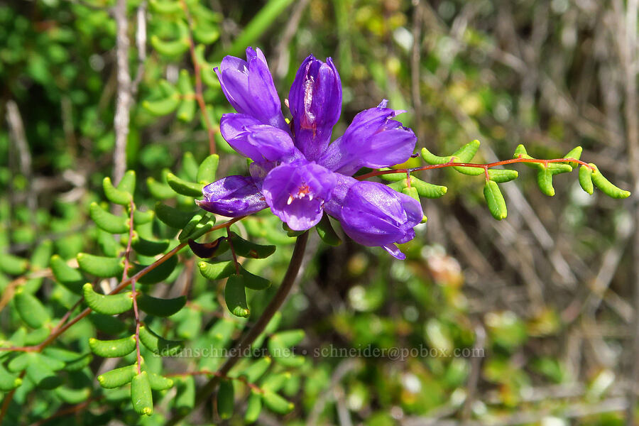 blue dicks & bird's-foot fern (Dipterostemon capitatus (Dichelostemma capitatum), Pellaea mucronata) [Veeder Trail, Garland Ranch Regional Park, Monterey County, California]