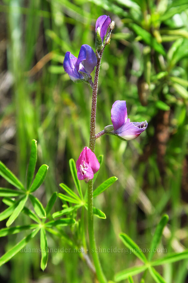 blunt-leaf lupine (Lupinus truncatus) [Veeder Trail, Garland Ranch Regional Park, Monterey County, California]