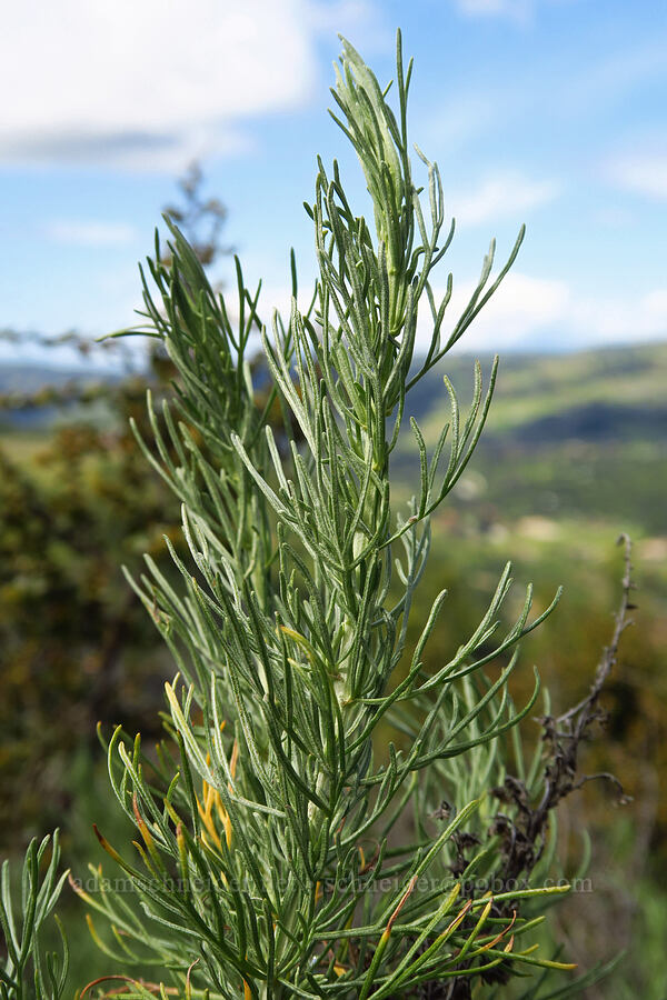 California sagebrush (Artemisia californica) [Veeder Trail, Garland Ranch Regional Park, Monterey County, California]