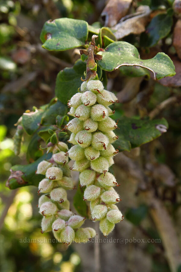 coast silk-tassel fruits (Garrya elliptica) [Veeder Trail, Garland Ranch Regional Park, Monterey County, California]