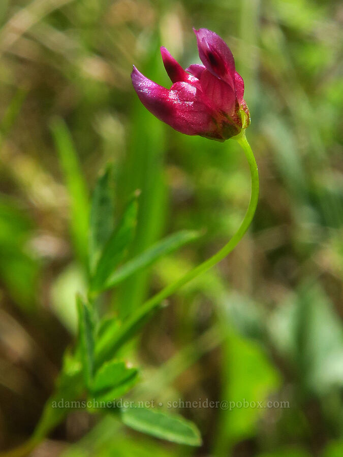 dwarf sack clover (Trifolium depauperatum var. truncatum) [Veeder Trail, Garland Ranch Regional Park, Monterey County, California]