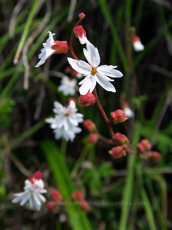 hillside woodland star (Lithophragma heterophyllum) [Veeder Trail, Garland Ranch Regional Park, Monterey County, California]