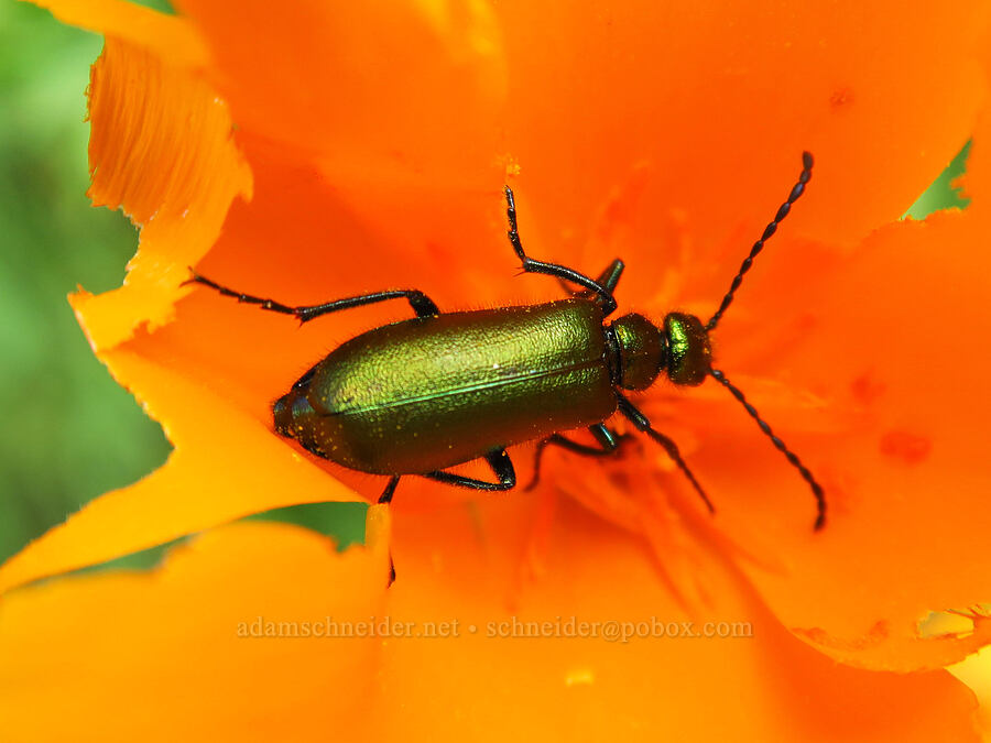 green blister beetle (Lytta stygica) [Veeder Trail, Garland Ranch Regional Park, Monterey County, California]