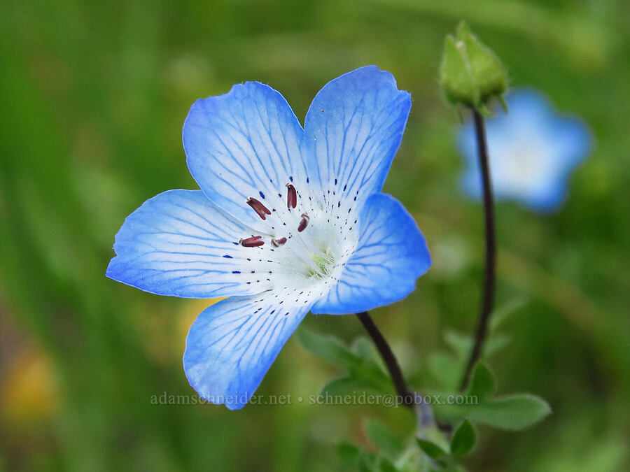 baby-blue-eyes (Nemophila menziesii var. menziesii) [Veeder Trail, Garland Ranch Regional Park, Monterey County, California]