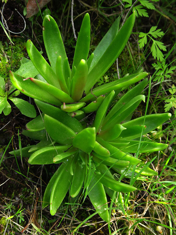 lance-leaf live-forever leaves (Dudleya lanceolata) [Veeder Trail, Garland Ranch Regional Park, Monterey County, California]