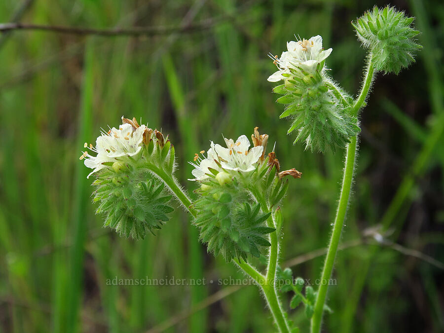 white distant phacelia (Phacelia distans) [Veeder Trail, Garland Ranch Regional Park, Monterey County, California]