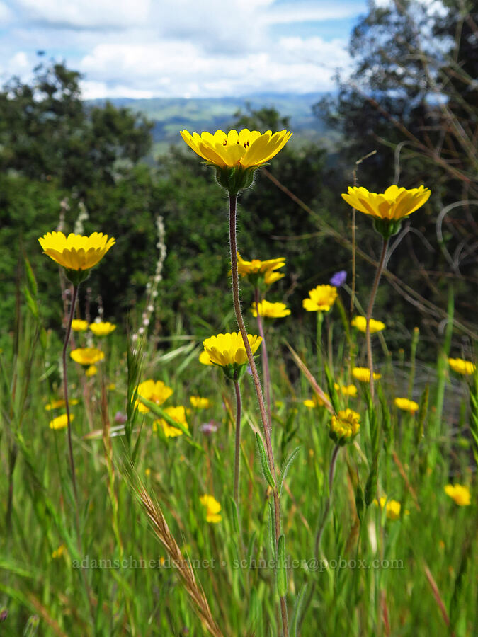 completely yellow tidy-tips (Layia platyglossa) [Veeder Trail, Garland Ranch Regional Park, Monterey County, California]