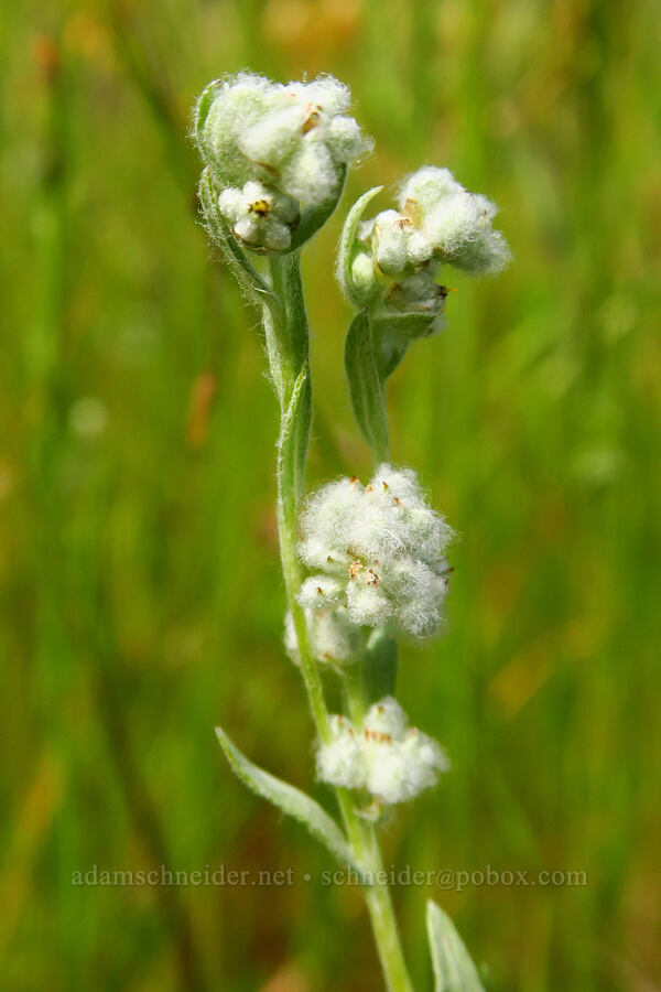 slender cotton-weed (Q-tips) (Micropus californicus) [Veeder Trail, Garland Ranch Regional Park, Monterey County, California]