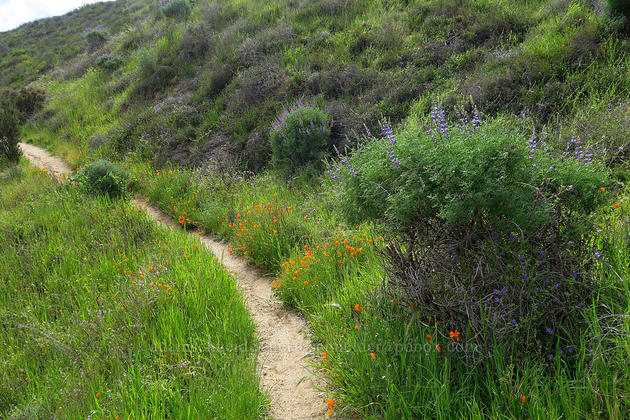 wildflowers [Veeder Trail, Garland Ranch Regional Park, Monterey County, California]