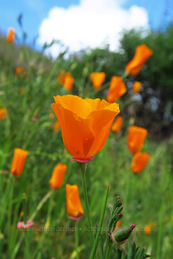 California poppies (Eschscholzia californica) [Veeder Trail, Garland Ranch Regional Park, Monterey County, California]