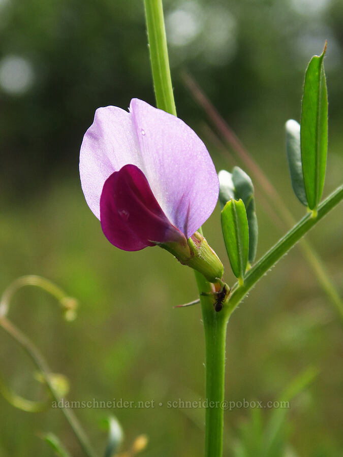 common vetch (Vicia sativa) [Veeder Pond, Garland Ranch Regional Park, Monterey County, California]