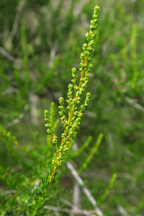 chamise, budding (Adenostoma fasciculatum) [Veeder Pond, Garland Ranch Regional Park, Monterey County, California]