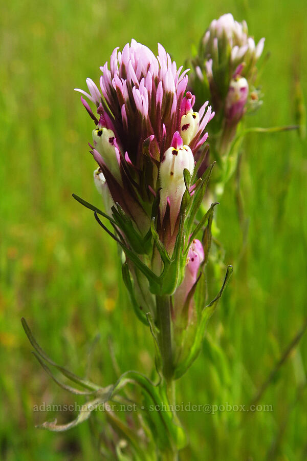 dense-flower owl's-clover (Castilleja densiflora) [Veeder Pond, Garland Ranch Regional Park, Monterey County, California]