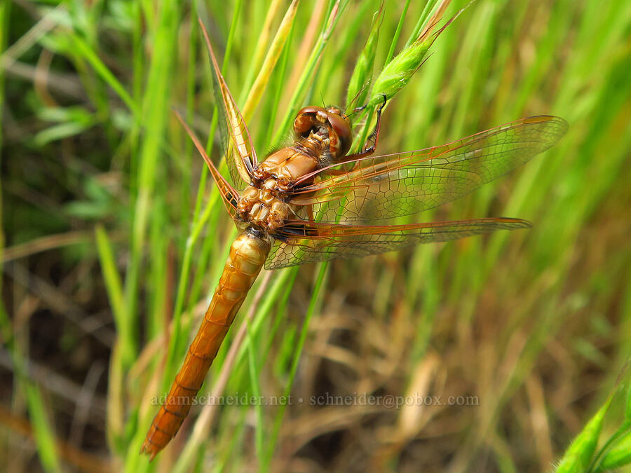 cardinal meadow-hawk dragonfly (Sympetrum illotum) [East Ridge Trail, Garland Ranch Regional Park, Monterey County, California]