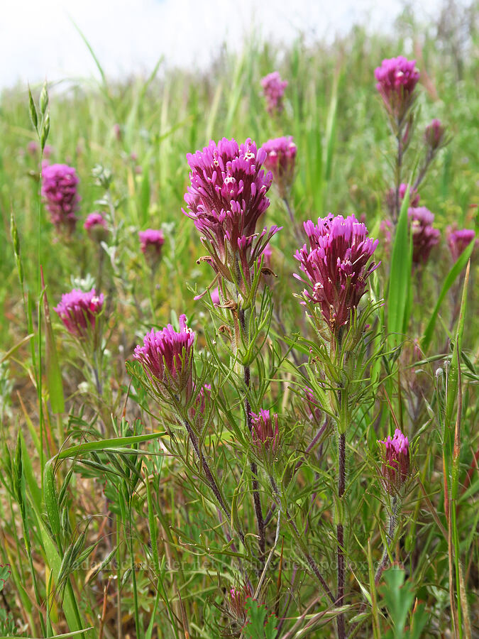 purple owl's-clover (Castilleja exserta var. exserta (Orthocarpus exsertus)) [East Ridge Trail, Garland Ranch Regional Park, Monterey County, California]