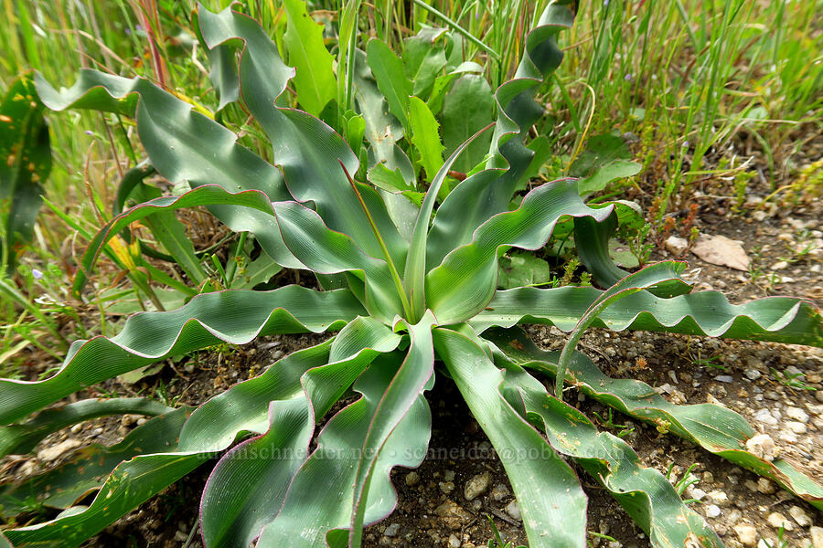 wavy-leaf soap plant leaves (Chlorogalum pomeridianum) [East Ridge Trail, Garland Ranch Regional Park, Monterey County, California]