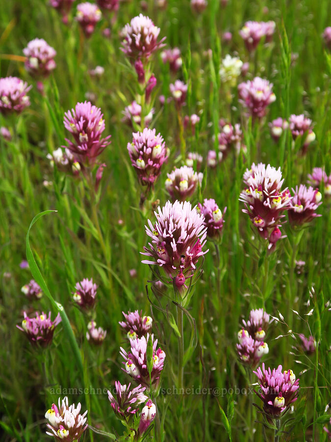 dense-flower owl's-clover (Castilleja densiflora) [East Ridge Trail, Garland Ranch Regional Park, Monterey County, California]