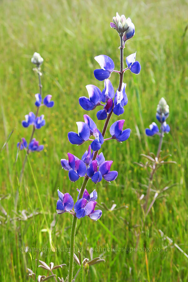 sky lupines (Lupinus nanus) [East Ridge Trail, Garland Ranch Regional Park, Monterey County, California]