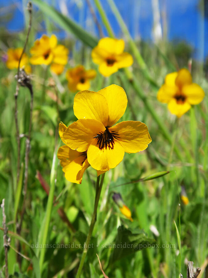 California golden violets (Viola pedunculata) [East Ridge Trail, Garland Ranch Regional Park, Monterey County, California]