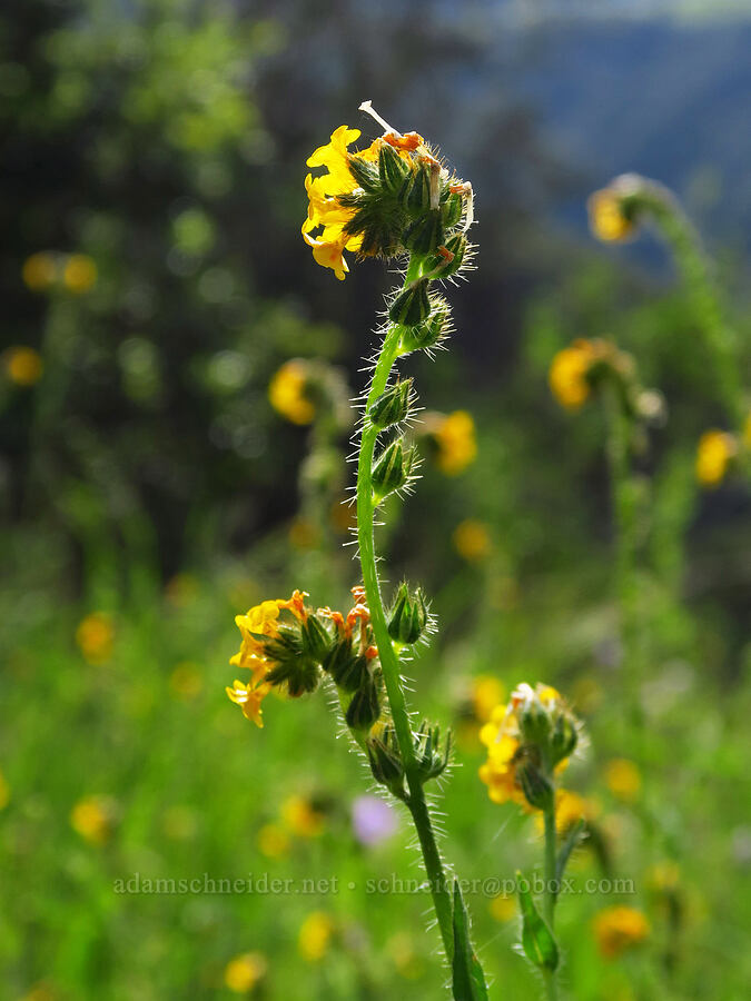 fiddleneck (Amsinckia sp.) [East Ridge Trail, Garland Ranch Regional Park, Monterey County, California]