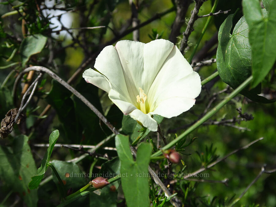 smooth western morning-glory (Calystegia purpurata) [East Ridge Trail, Garland Ranch Regional Park, Monterey County, California]