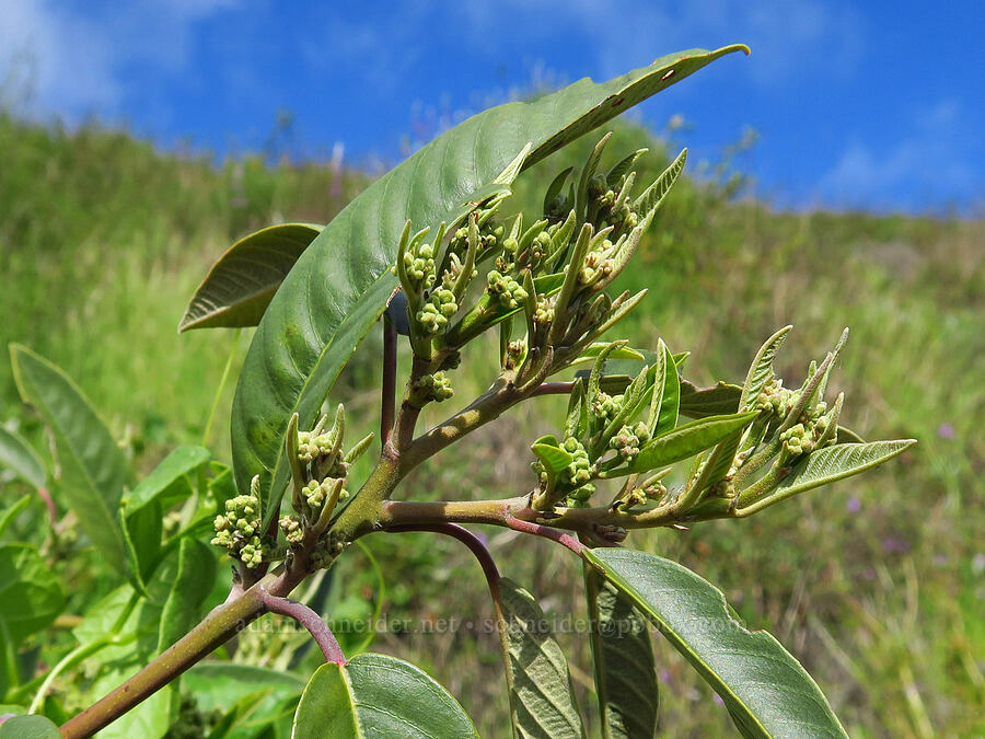 hoary coffee-berry, budding (Frangula californica ssp. tomentella (Rhamnus californica ssp. tomentella)) [East Ridge Trail, Garland Ranch Regional Park, Monterey County, California]