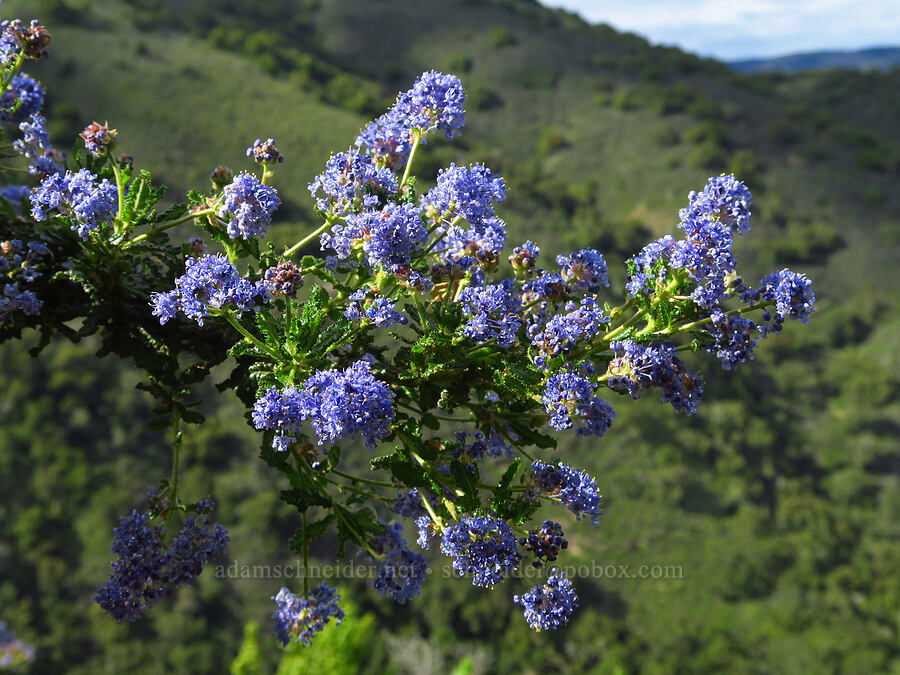 wart-leaf ceanothus (Ceanothus papillosus) [East Ridge Trail, Garland Ranch Regional Park, Monterey County, California]