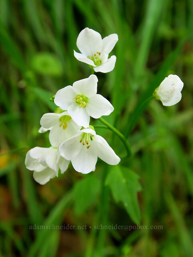 milkmaids (California toothwort) (Cardamine californica) [East Ridge Trail, Garland Ranch Regional Park, Monterey County, California]