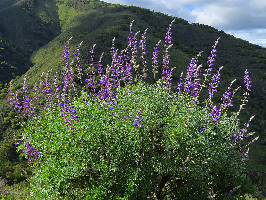 silver bush lupine (Lupinus albifrons) [East Ridge Trail, Garland Ranch Regional Park, Monterey County, California]