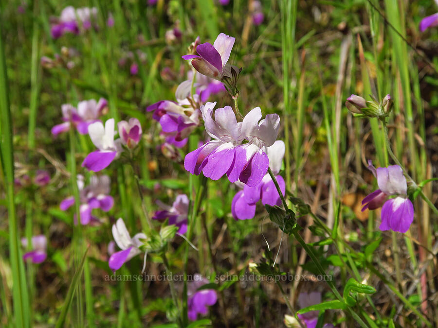 purple Chinese houses (Collinsia heterophylla) [Redwood Canyon Trail, Garland Ranch Regional Park, Monterey County, California]