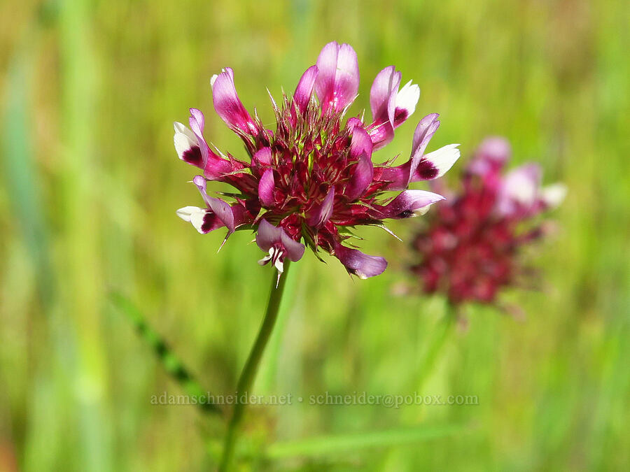 tomcat clover (Trifolium willdenovii) [Redwood Canyon Trail, Garland Ranch Regional Park, Monterey County, California]