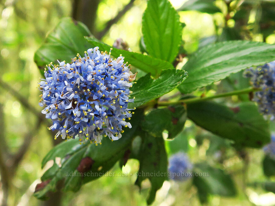 blue-blossom ceanothus (Ceanothus thyrsiflorus) [East Ridge Trail, Garland Ranch Regional Park, Monterey County, California]