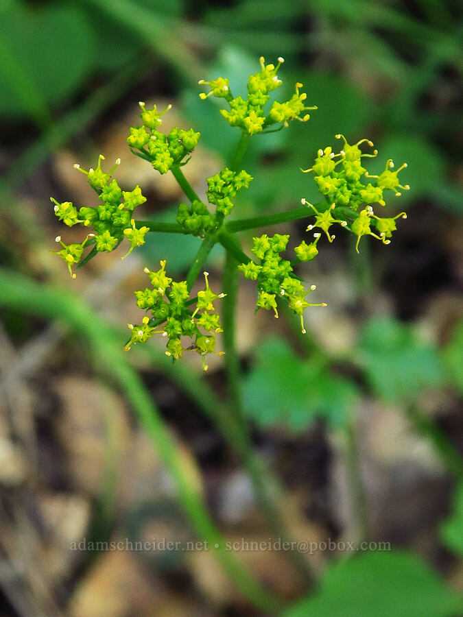 coastal biscuitroot (Lomatium parvifolium) [East Ridge Trail, Garland Ranch Regional Park, Monterey County, California]