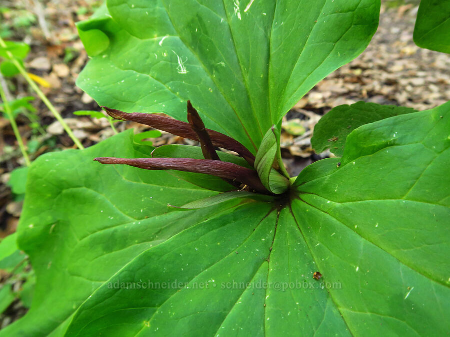 giant trillium (Trillium chloropetalum) [Garzas Canyon Trail, Garland Ranch Regional Park, Monterey County, California]