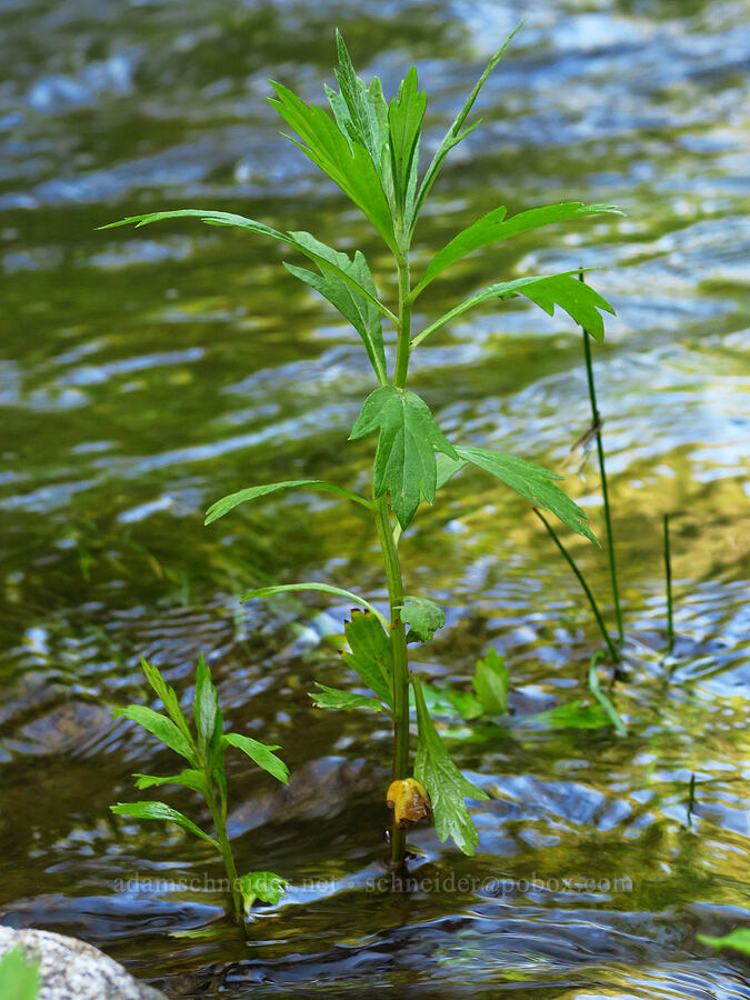 Douglas' sagewort (California mugwort) in Las Garzas Creek (Artemisia douglasiana) [Garzas Canyon Trail, Garland Ranch Regional Park, Monterey County, California]