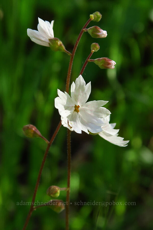 woodland star (Lithophragma affine) [Garzas Canyon Trail, Garland Ranch Regional Park, Monterey County, California]