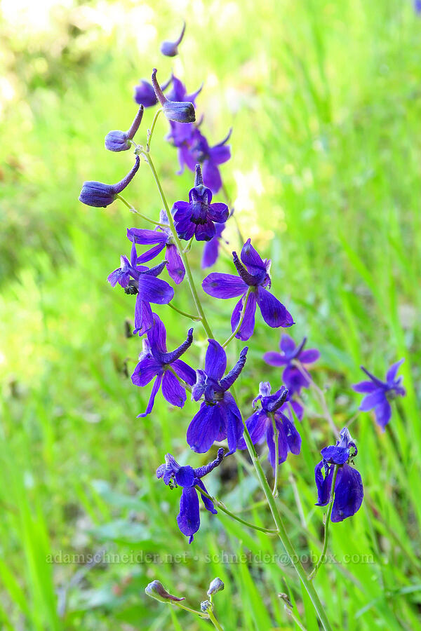 spreading larkspur (Delphinium patens) [Garzas Canyon Trail, Garland Ranch Regional Park, Monterey County, California]