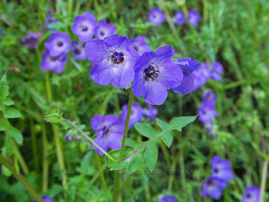 fiesta-flower (Pholistoma auritum) [Garzas Canyon Trail, Garland Ranch Regional Park, Monterey County, California]