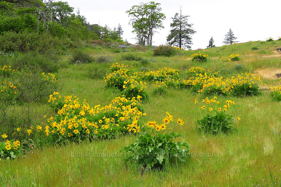 balsamroot (Balsamorhiza sp.) [Historic Columbia River Highway State Trail, Wasco County, Oregon]