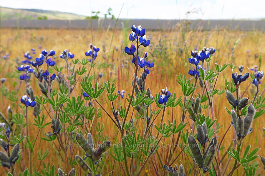 miniature lupine (Lupinus bicolor (Lupinus micranthus var. bicolor)) [Historic Columbia River Highway State Trail, Wasco County, Oregon]