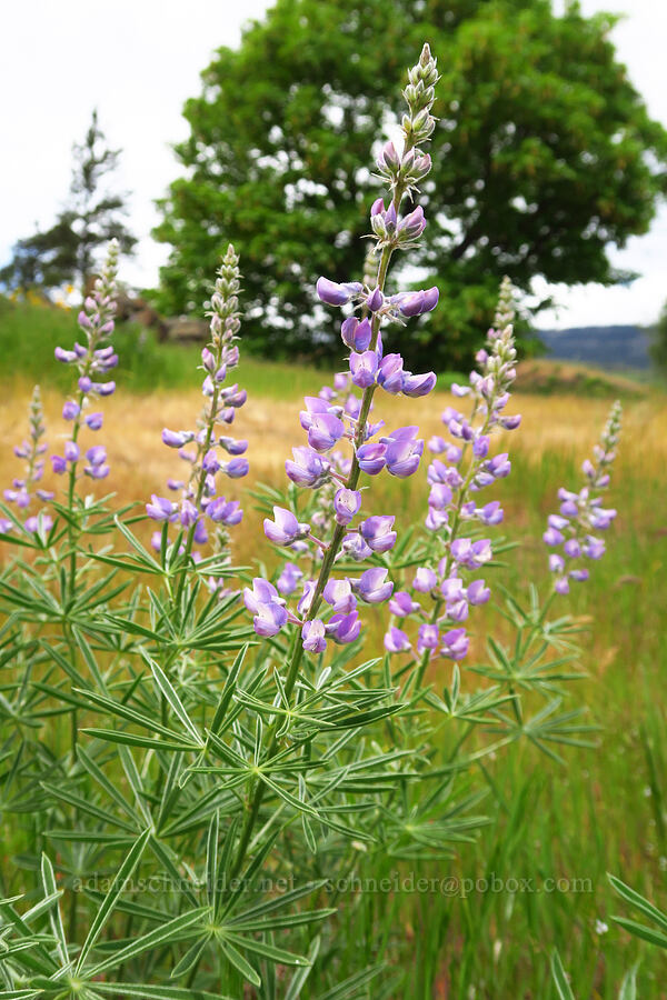 spurred lupine (Lupinus arbustus) [Historic Columbia River Highway State Trail, Wasco County, Oregon]