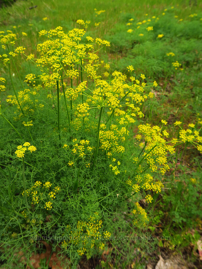 Klickitat desert parsley (Lomatium klickitatense (Lomatium grayi)) [Historic Columbia River Highway State Trail, Wasco County, Oregon]