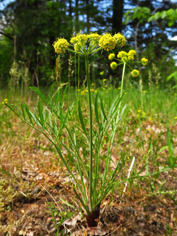 nine-leaf desert parsley (Lomatium brevifolium (Lomatium triternatum var. brevifolium)) [Historic Columbia River Highway State Trail, Wasco County, Oregon]