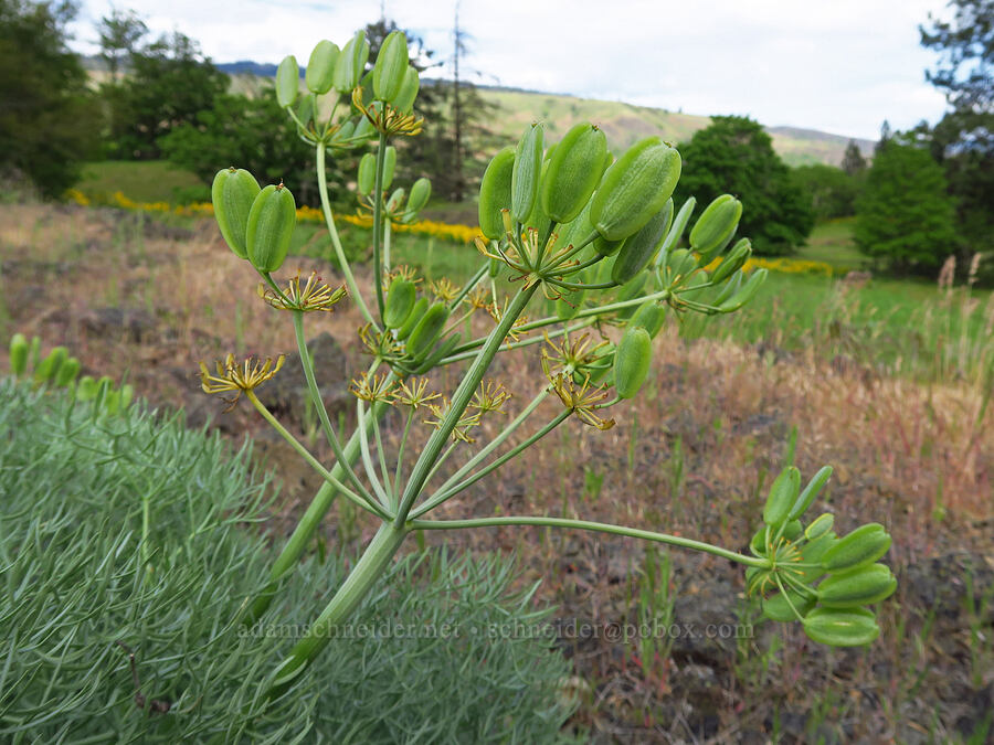 Columbia desert parsley, going to seed (Lomatium columbianum) [Historic Columbia River Highway State Trail, Hood River County, Oregon]