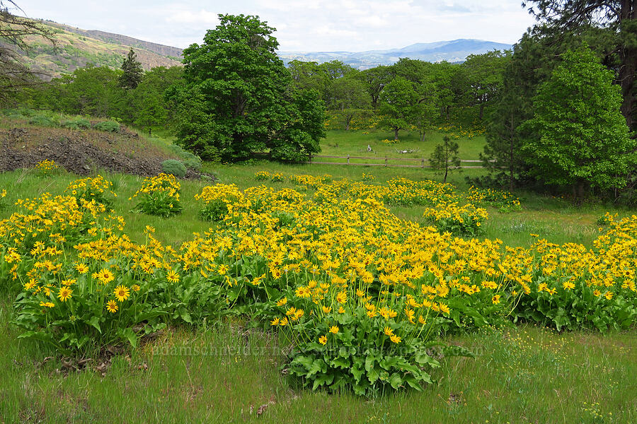 balsamroot (Balsamorhiza sp.) [Historic Columbia River Highway State Trail, Hood River County, Oregon]