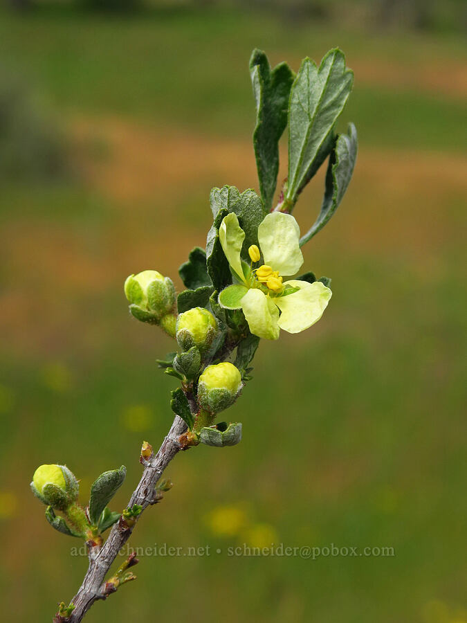 antelope bitter-brush (Purshia tridentata) [Historic Columbia River Highway State Trail, Hood River County, Oregon]