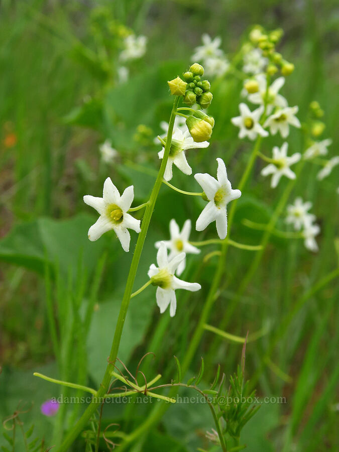 coastal manroot (Marah oregana (Marah oreganus)) [Historic Columbia River Highway State Trail, Hood River County, Oregon]